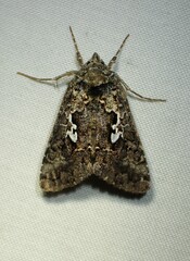 Syngrapha alias