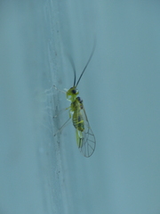 Stenopsocus
