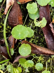 Hydrocotyle verticillata