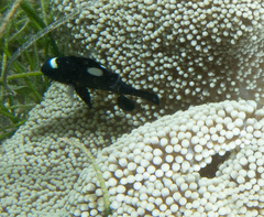 Dascyllus trimaculatus