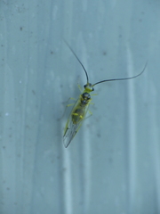 Stenopsocus