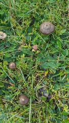 Psathyrella bipellis