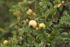 Osteomeles anthyllidifolia