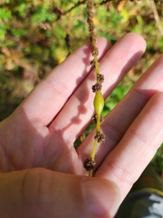 Neolasioptera boehmeriae
