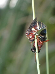 Triepeolus rufithorax