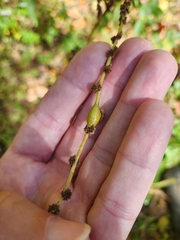 Neolasioptera boehmeriae
