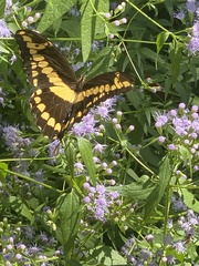 Heraclides cresphontes