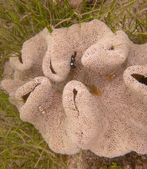 Ancylocaris brevicarpalis