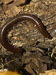 Trigoniulus corallinus