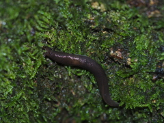 Lehmannia marginata
