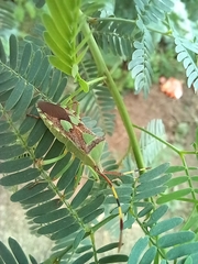 Prismatocerus prominulus