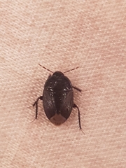 Macroscytus brunneus