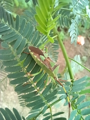 Prismatocerus prominulus