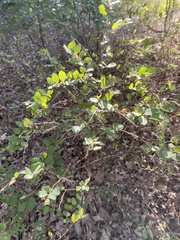 Symphoricarpos orbiculatus