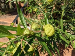 Gomphocarpus physocarpus