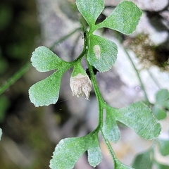 Psychoides verhuella