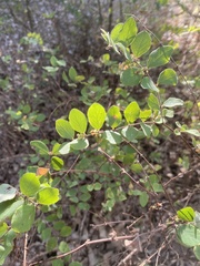 Symphoricarpos orbiculatus