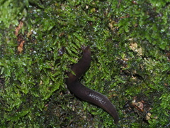 Lehmannia marginata