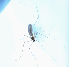 Trichoceridae