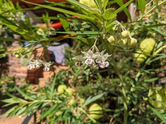 Gomphocarpus physocarpus