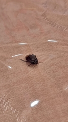 Macroscytus brunneus