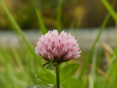 Trifolium pratense