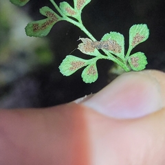 Psychoides verhuella