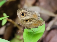 Perophthalma tullius