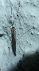 Trichoceridae