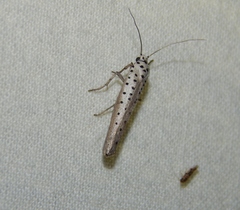 Yponomeuta fumigatus