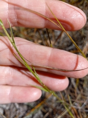 Pityopsis aspera