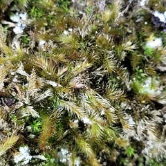 Orthothecium rufescens