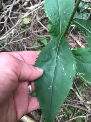 Solidago arguta arguta