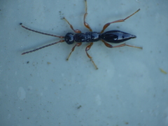 Paracodrus apterogynus