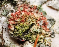 Erythricium aurantiacum