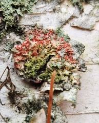 Erythricium aurantiacum