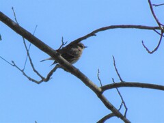 Setophaga coronata