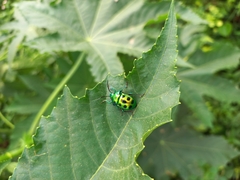 Chrysocoris stollii
