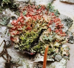 Erythricium aurantiacum