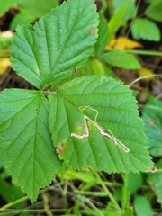 Stigmella villosella