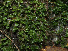 Chiloscyphus polyanthos