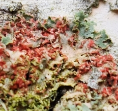 Erythricium aurantiacum