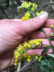 Solidago arguta arguta
