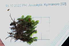 Chiloscyphus polyanthos