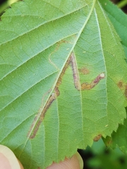 Stigmella villosella
