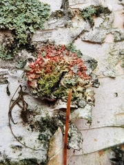 Erythricium aurantiacum