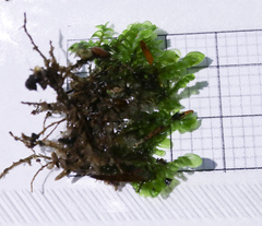 Chiloscyphus polyanthos