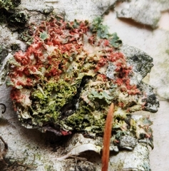 Erythricium aurantiacum