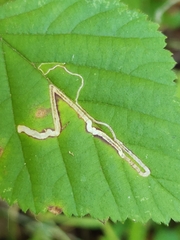 Stigmella villosella