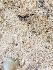 Brachyponera chinensis